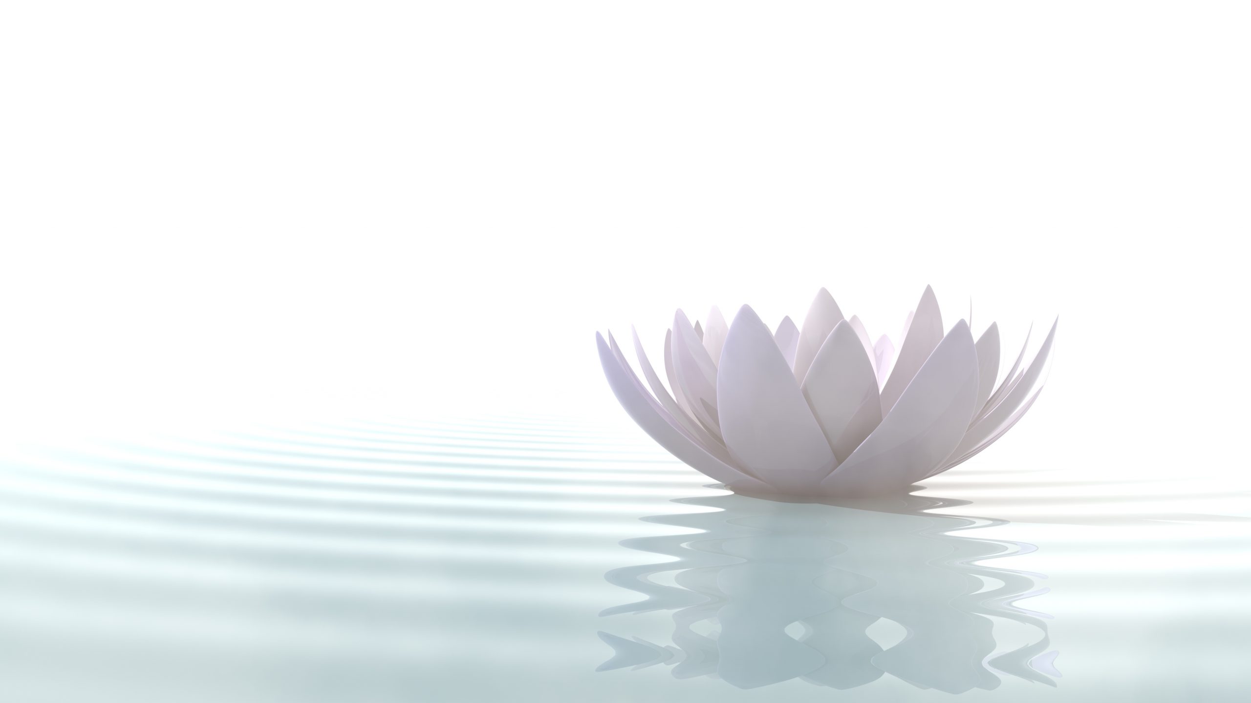 Lotus Blanc sur l'eau